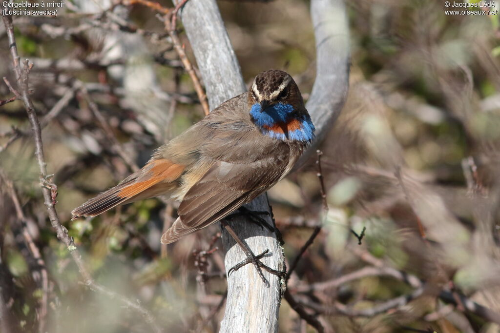 Bluethroat