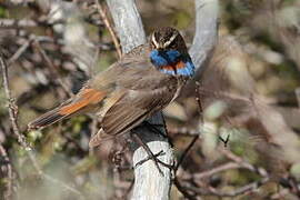 Bluethroat