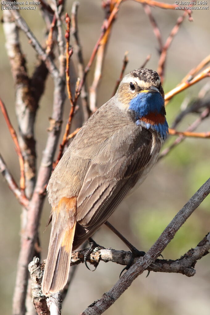 Bluethroat