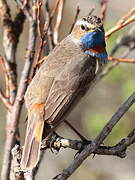 Bluethroat