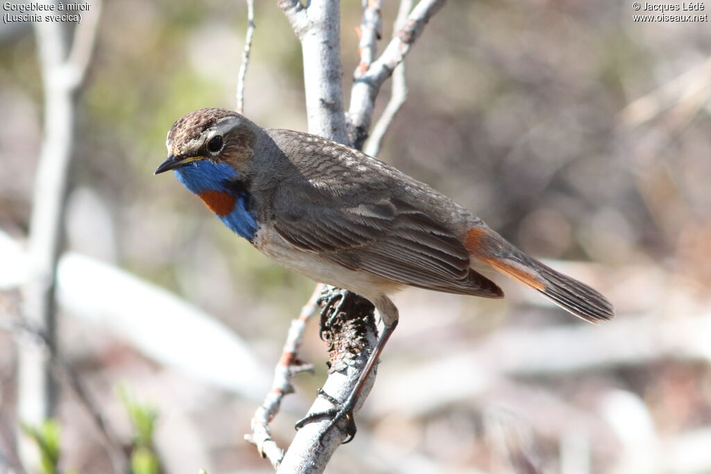 Bluethroat