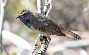 Bluethroat