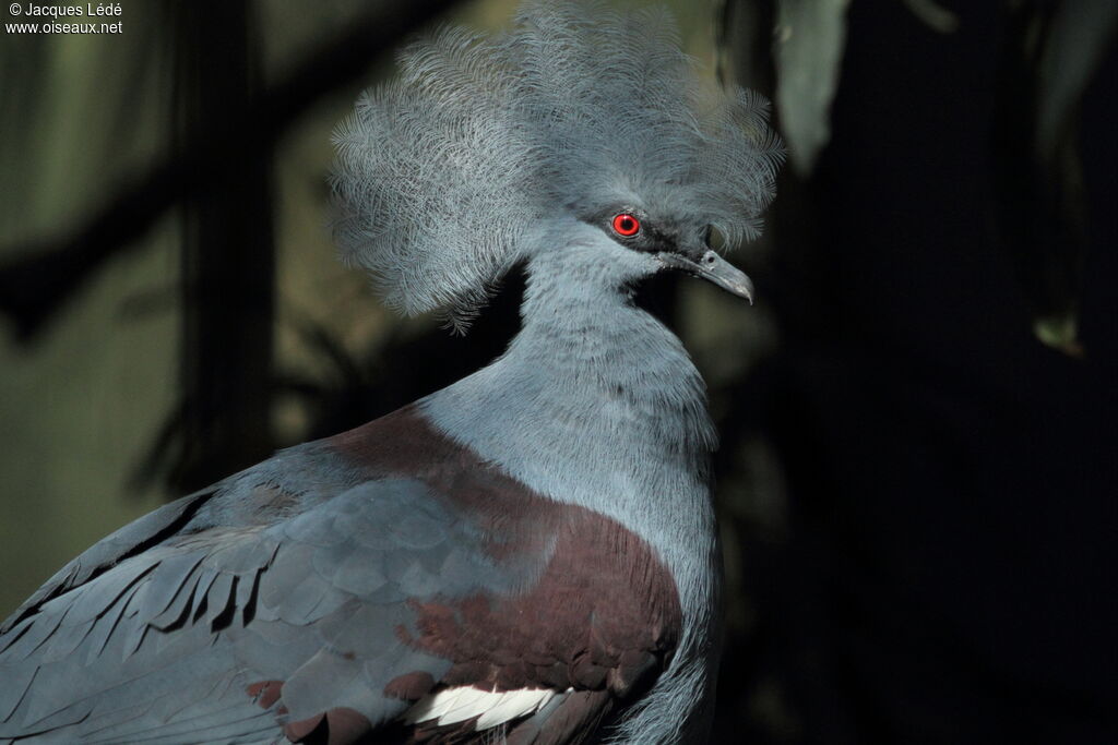 Western Crowned Pigeon