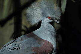 Western Crowned Pigeon