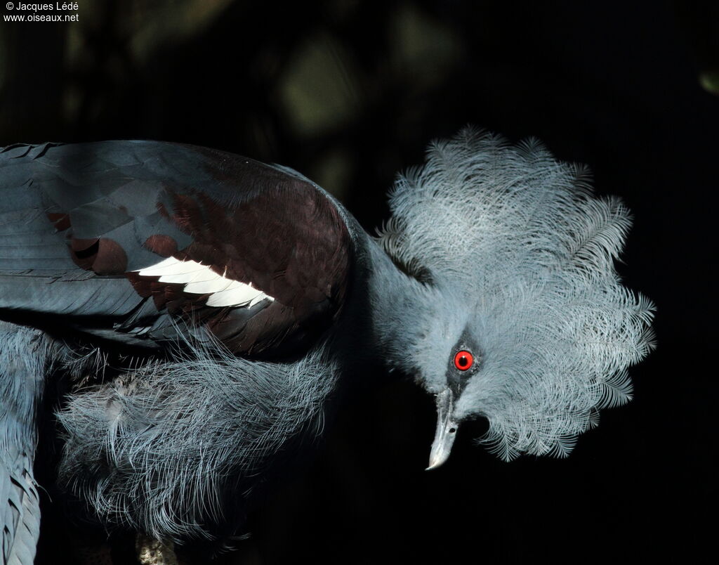 Western Crowned Pigeon