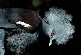 Western Crowned Pigeon