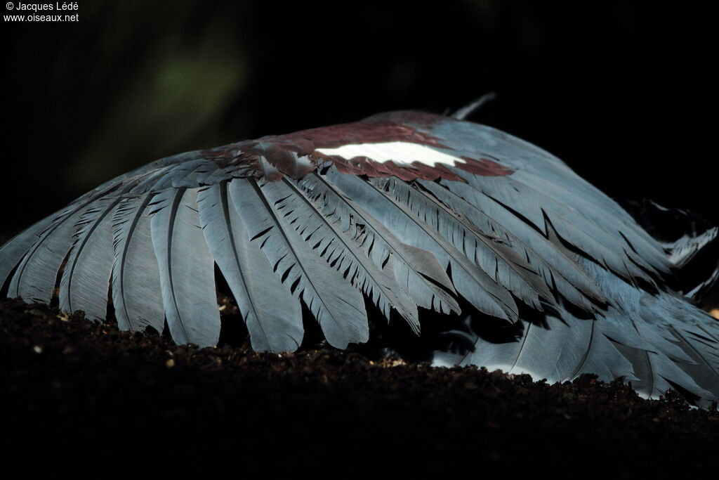 Western Crowned Pigeon