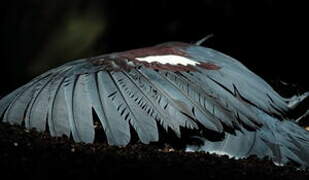 Western Crowned Pigeon