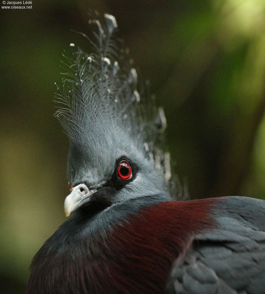 Victoria Crowned Pigeon