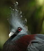 Victoria Crowned Pigeon