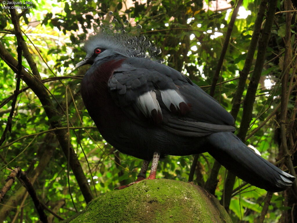 Victoria Crowned Pigeon