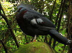 Victoria Crowned Pigeon