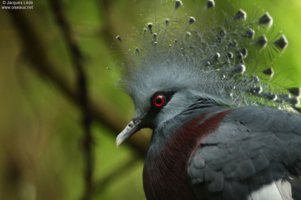 Victoria Crowned Pigeon