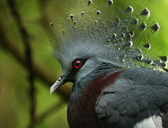 Victoria Crowned Pigeon