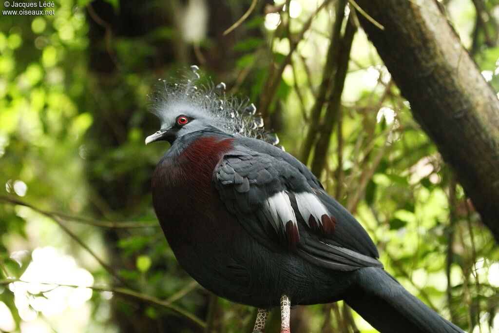 Victoria Crowned Pigeon