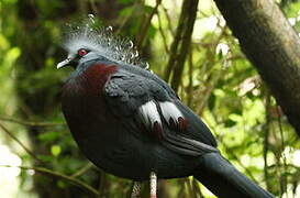 Victoria Crowned Pigeon