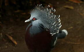 Victoria Crowned Pigeon