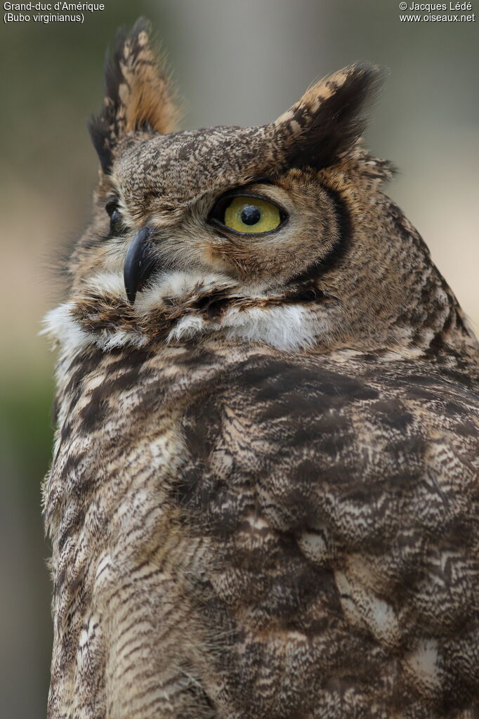 Great Horned Owl