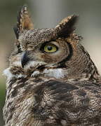 Great Horned Owl