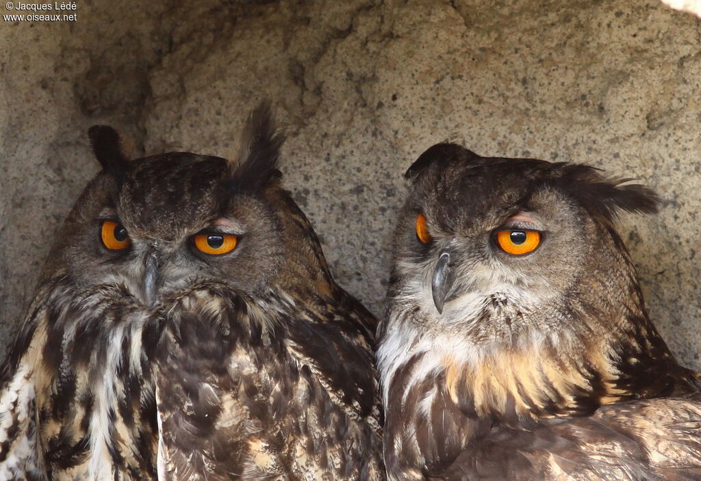 Eurasian Eagle-Owl