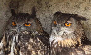 Eurasian Eagle-Owl