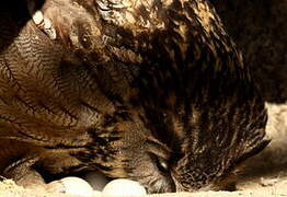 Eurasian Eagle-Owl