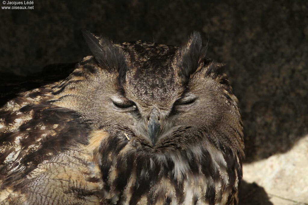 Eurasian Eagle-Owl