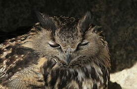 Eurasian Eagle-Owl