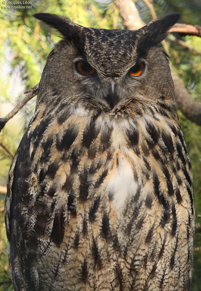 Eurasian Eagle-Owl