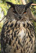 Eurasian Eagle-Owl