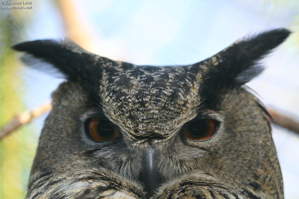 Eurasian Eagle-Owl