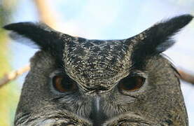 Eurasian Eagle-Owl