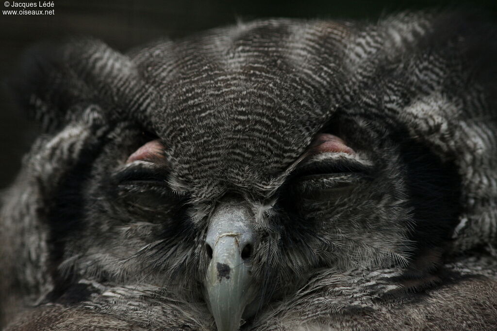 Verreaux's Eagle-Owl