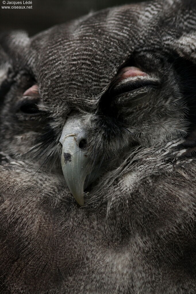 Verreaux's Eagle-Owl