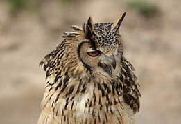 Indian Eagle-Owl