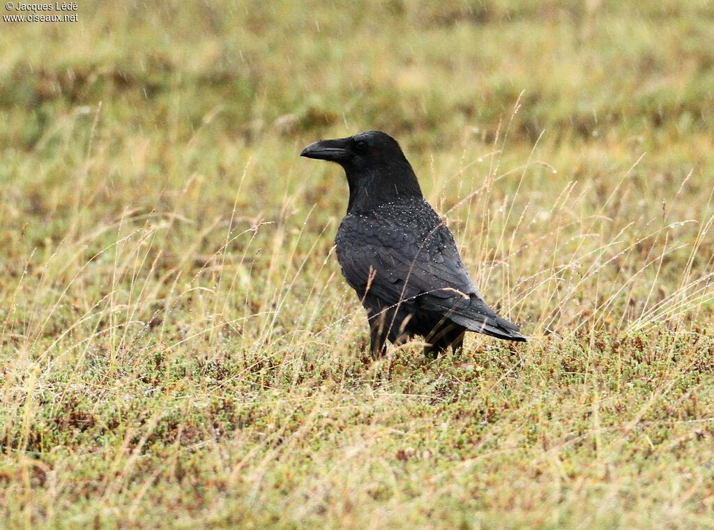 Northern Raven