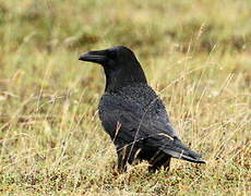 Northern Raven