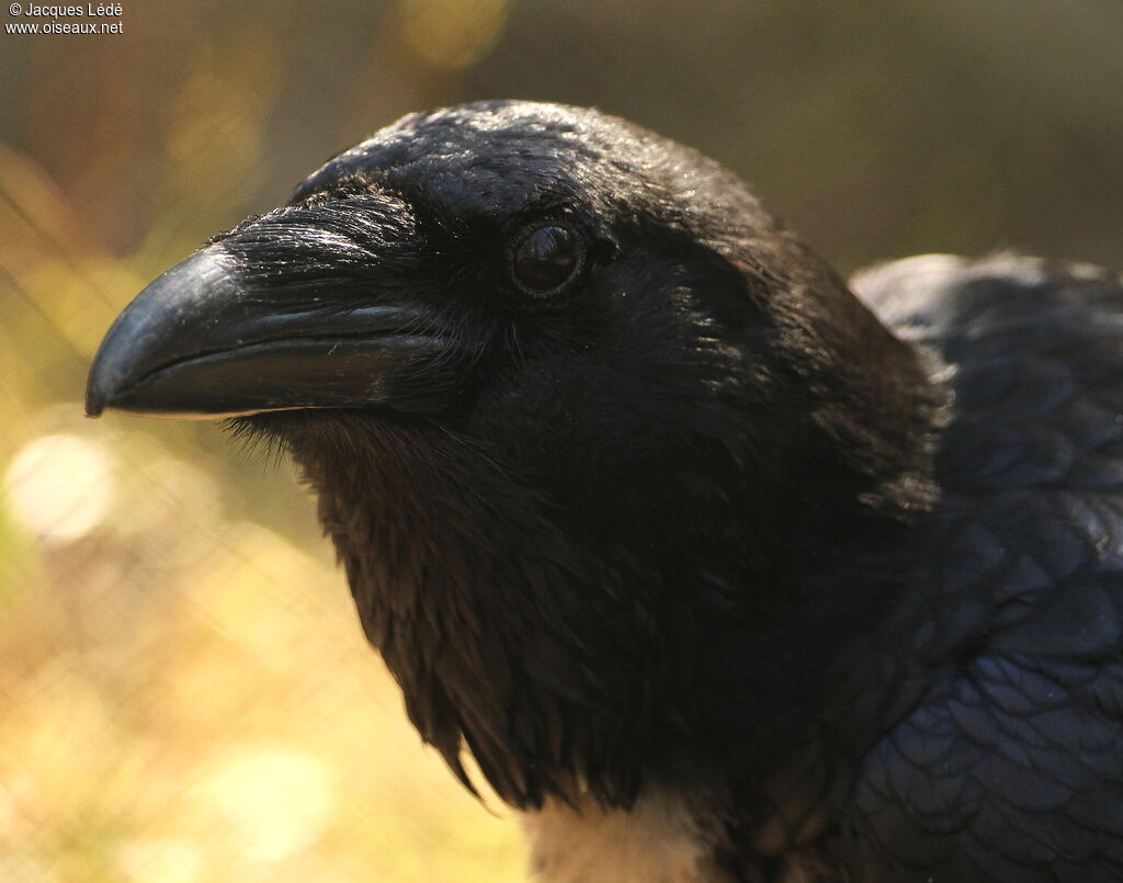 Northern Raven