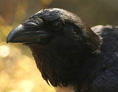 Northern Raven