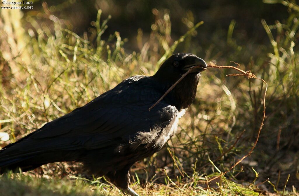 Grand Corbeau