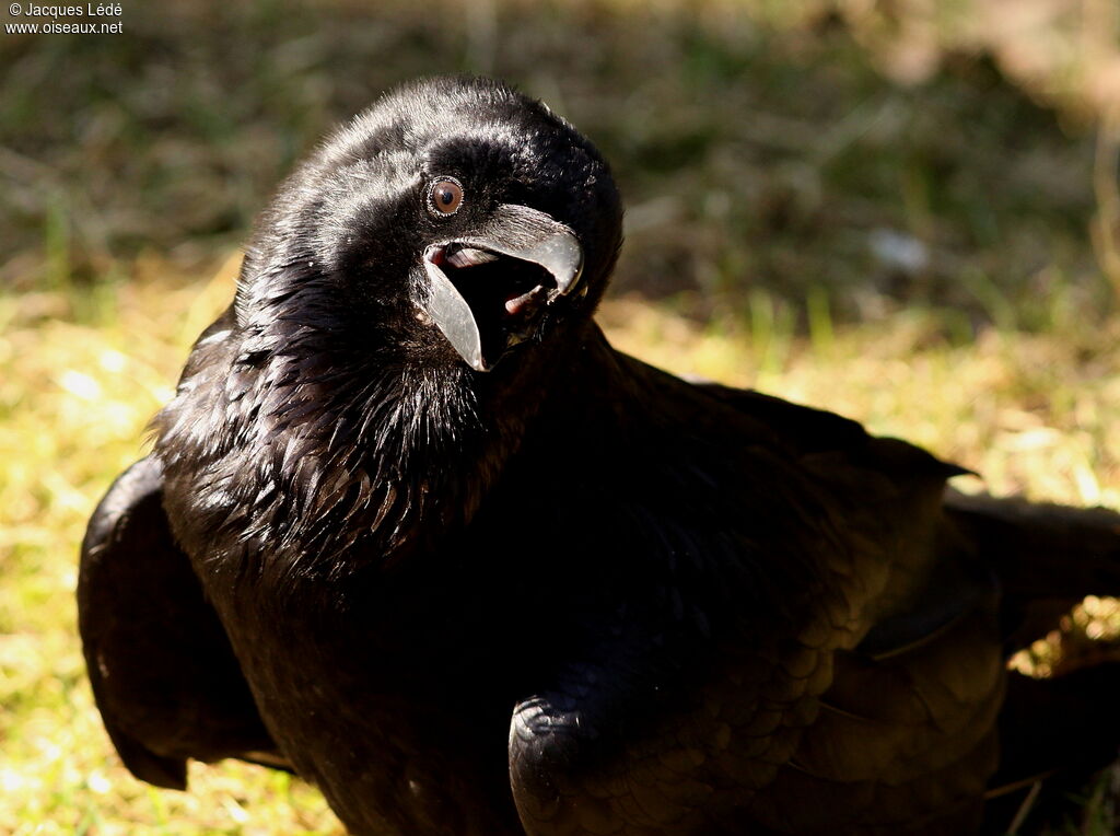 Northern Raven