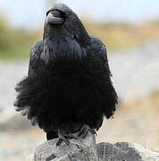 Northern Raven