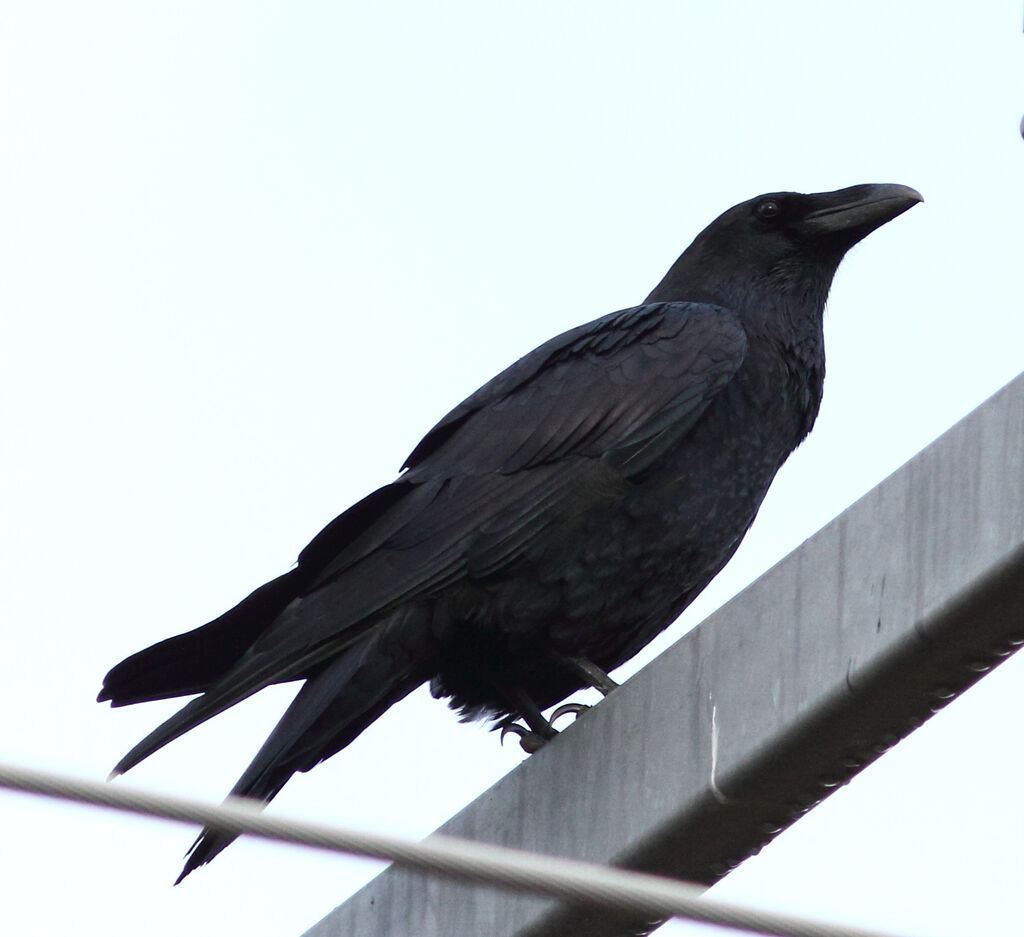 Northern Raven