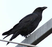 Northern Raven