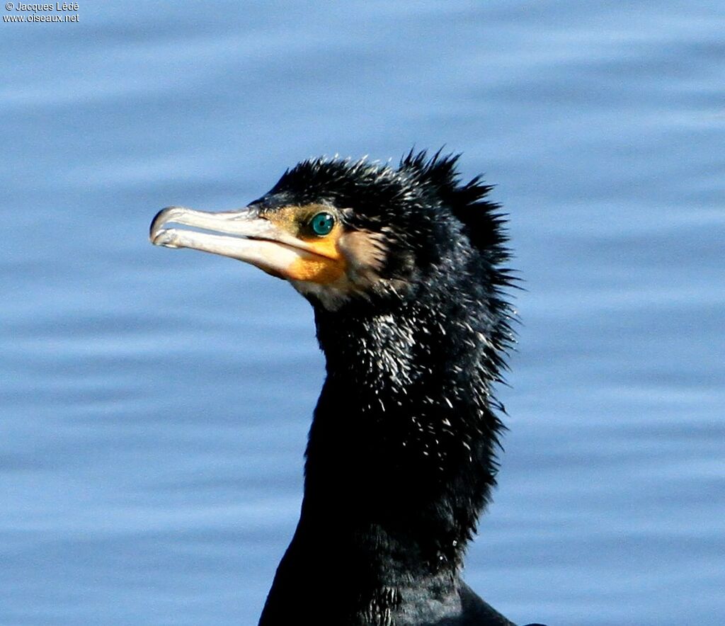 Great Cormorant