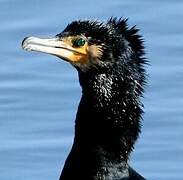 Great Cormorant