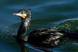 Great Cormorant