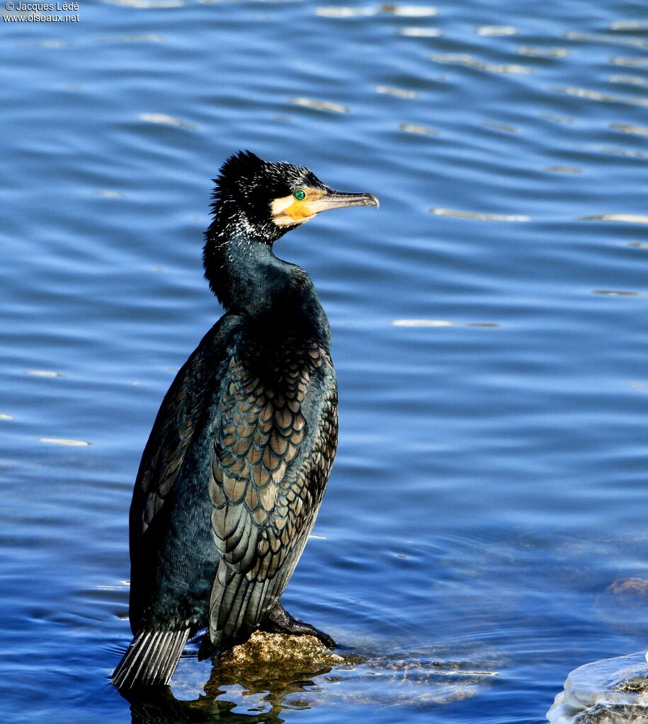 Great Cormorant