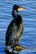 Great Cormorant