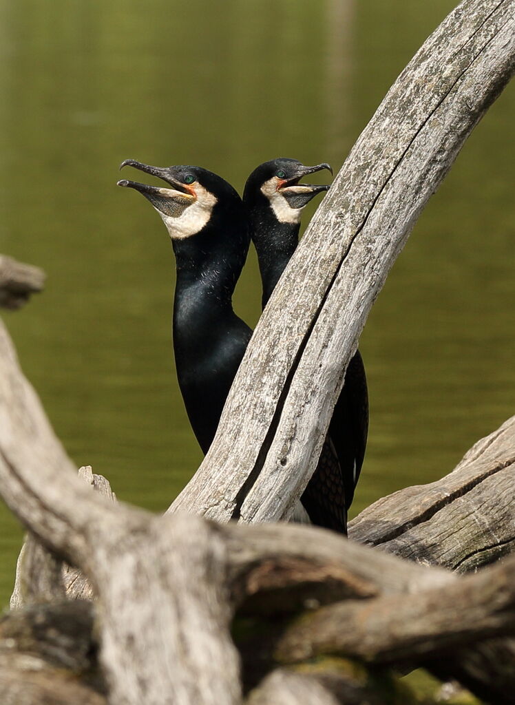 Great Cormorant